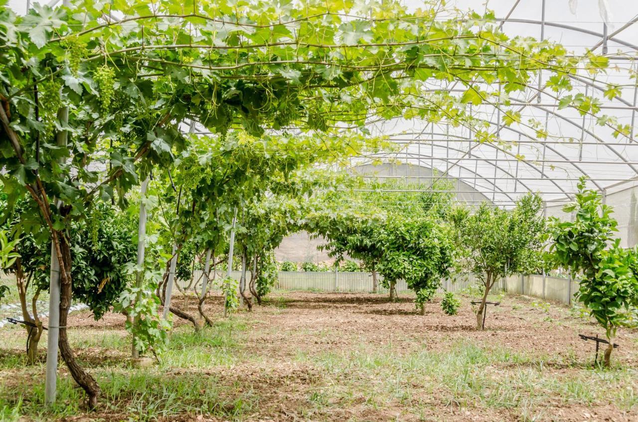 Vivere Gli Iblei - Maison En Plain Air Ragusa Bagian luar foto